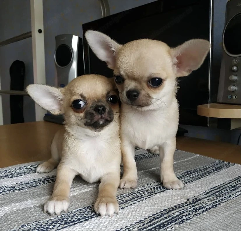 Reinrassige KH LH Chihuahua Welpen 