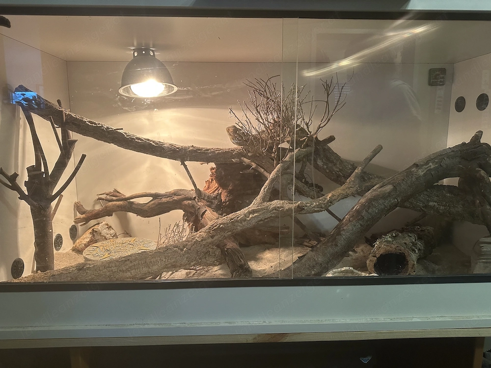 Bartergam mit Terrarium