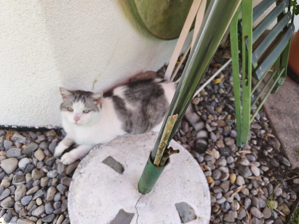 Katze zugelaufen