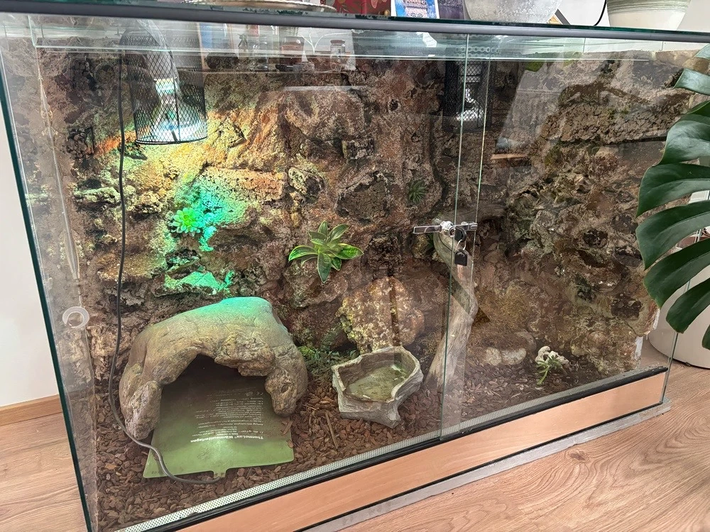 terrarium  schlange 