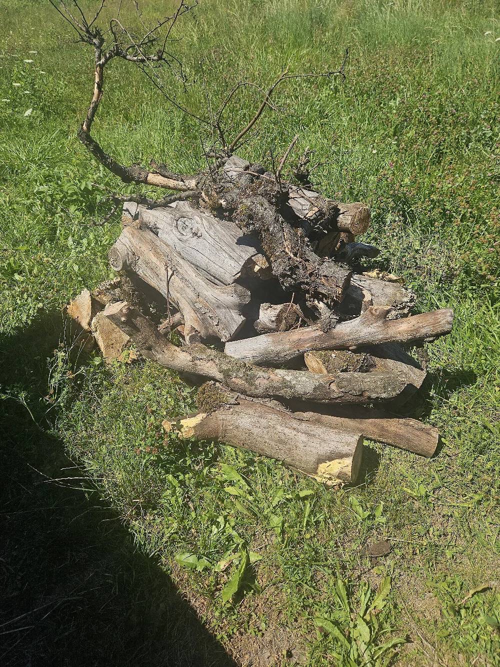 holz gratis