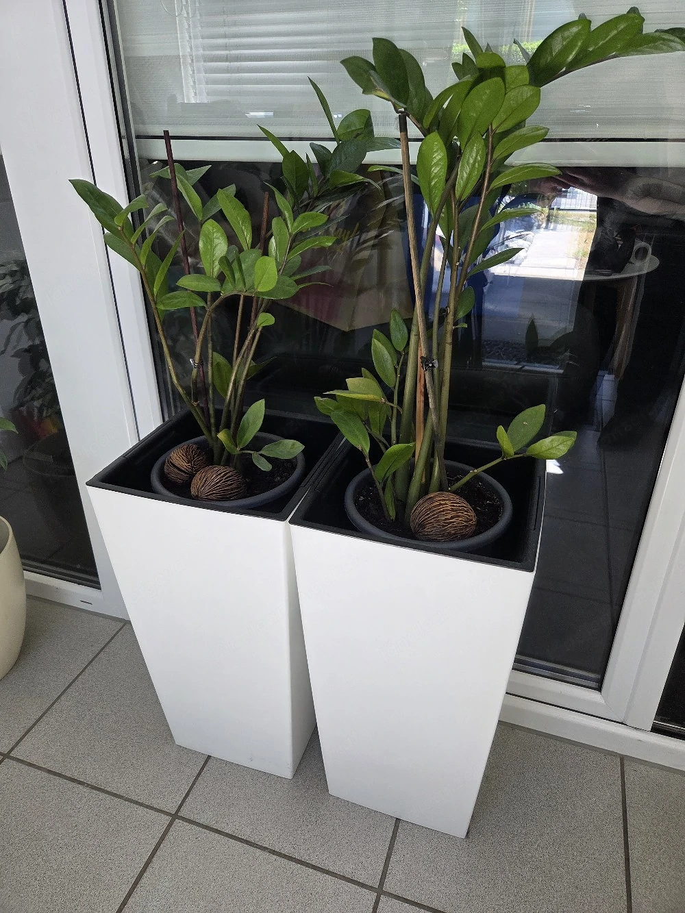 2x Glücksfeder Pflanzen inkl. Pflanzsäulen