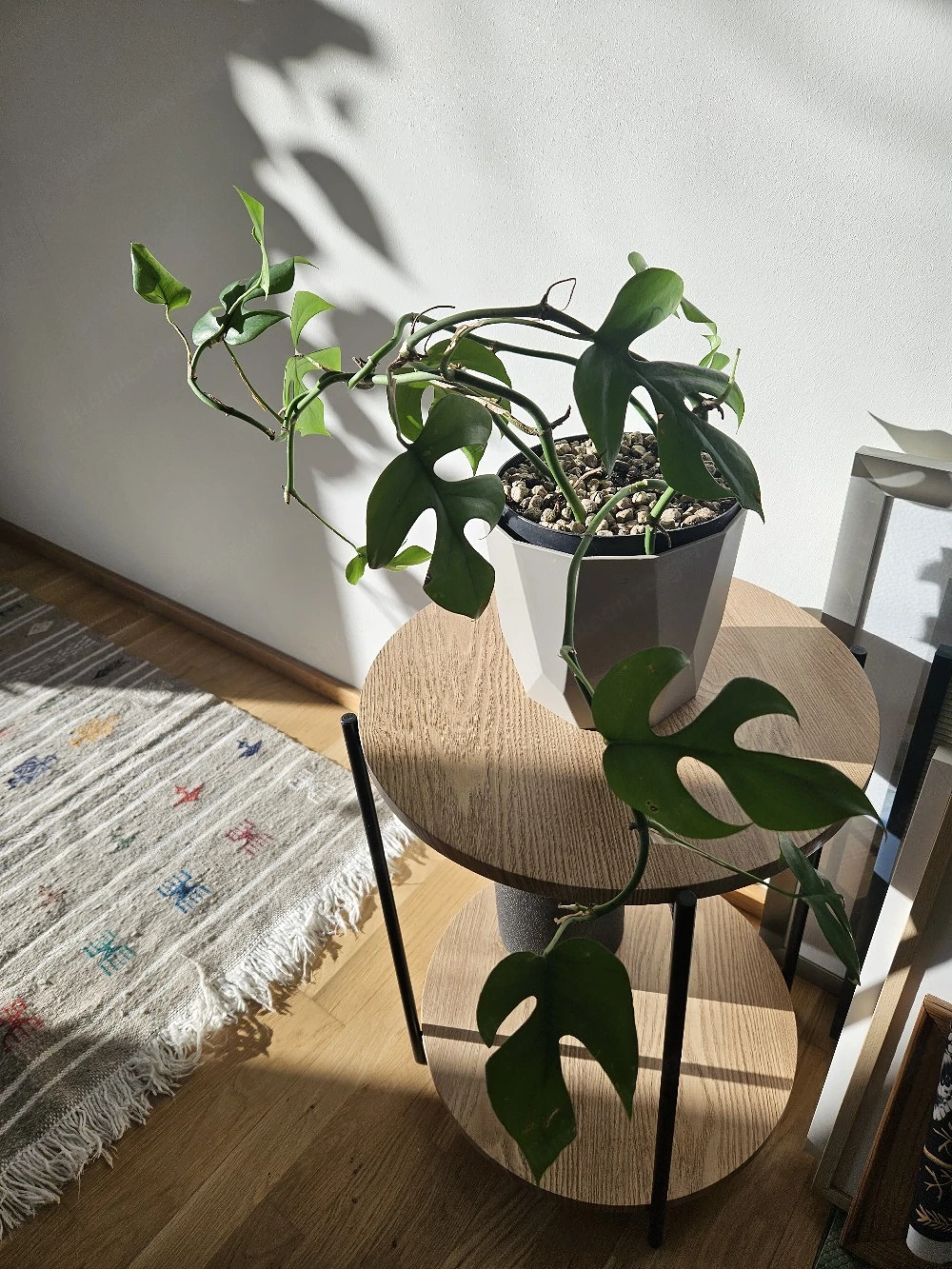 Monstera Minima Zimmerpflanze