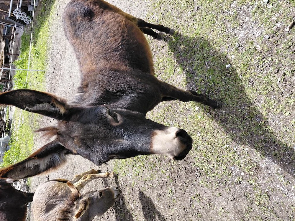 Eselstute zu verkaufen