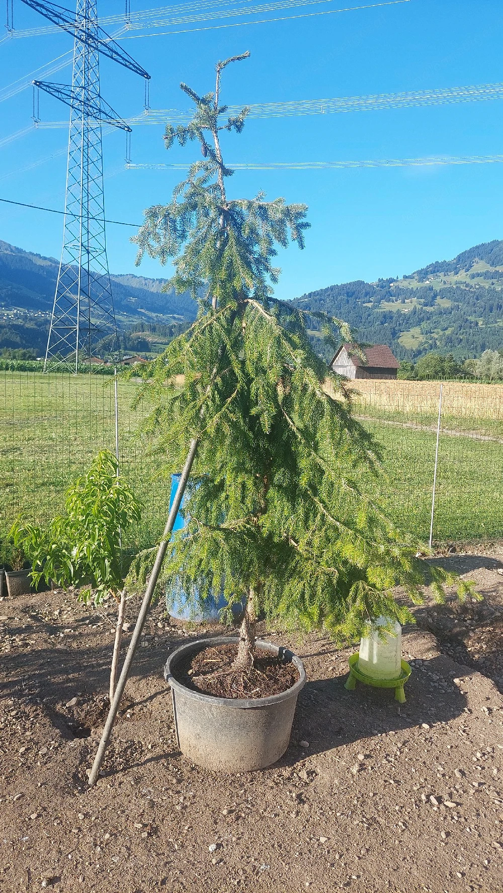Tannenbaum 