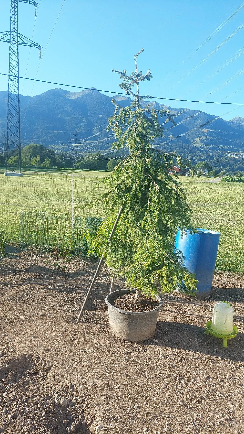 Tannenbaum 