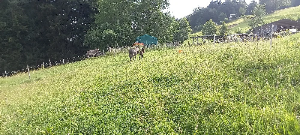 Sommerweide für Kleinpferde, bis 140 cm
