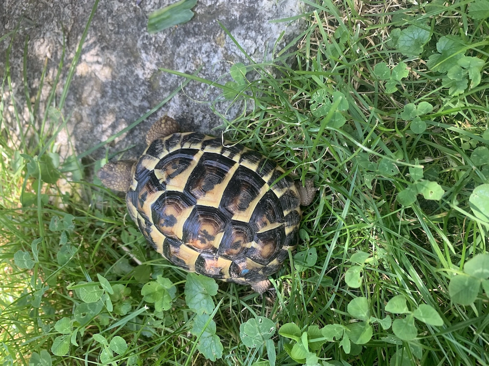 Kleine Landschildkröte mit blauer Farbe markiert