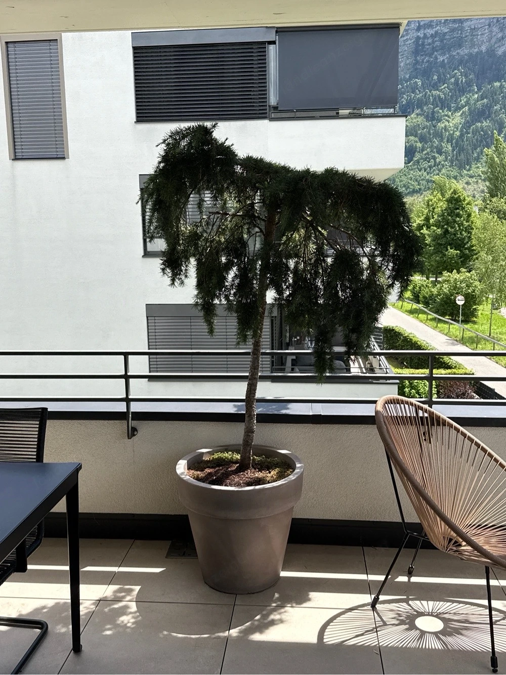 Wunderschöne blaue Hänge-Zeder   für Balkon Terrasse im Set