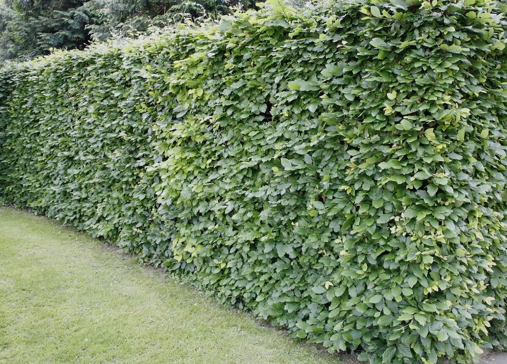 Rasen mähen, Hecke trimmen, schneiden alles . Gartenpflege   Zuverlässig & Preiswert 