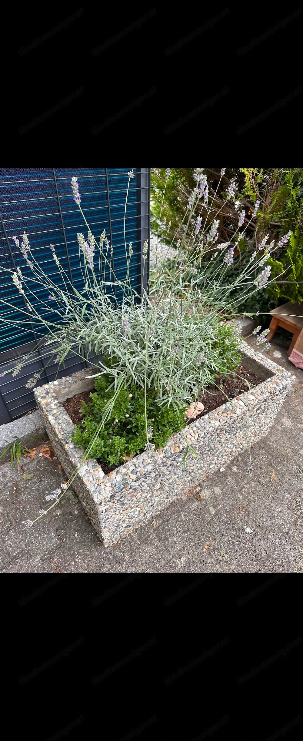 Blumentrog   Blumentopf zu verschenken