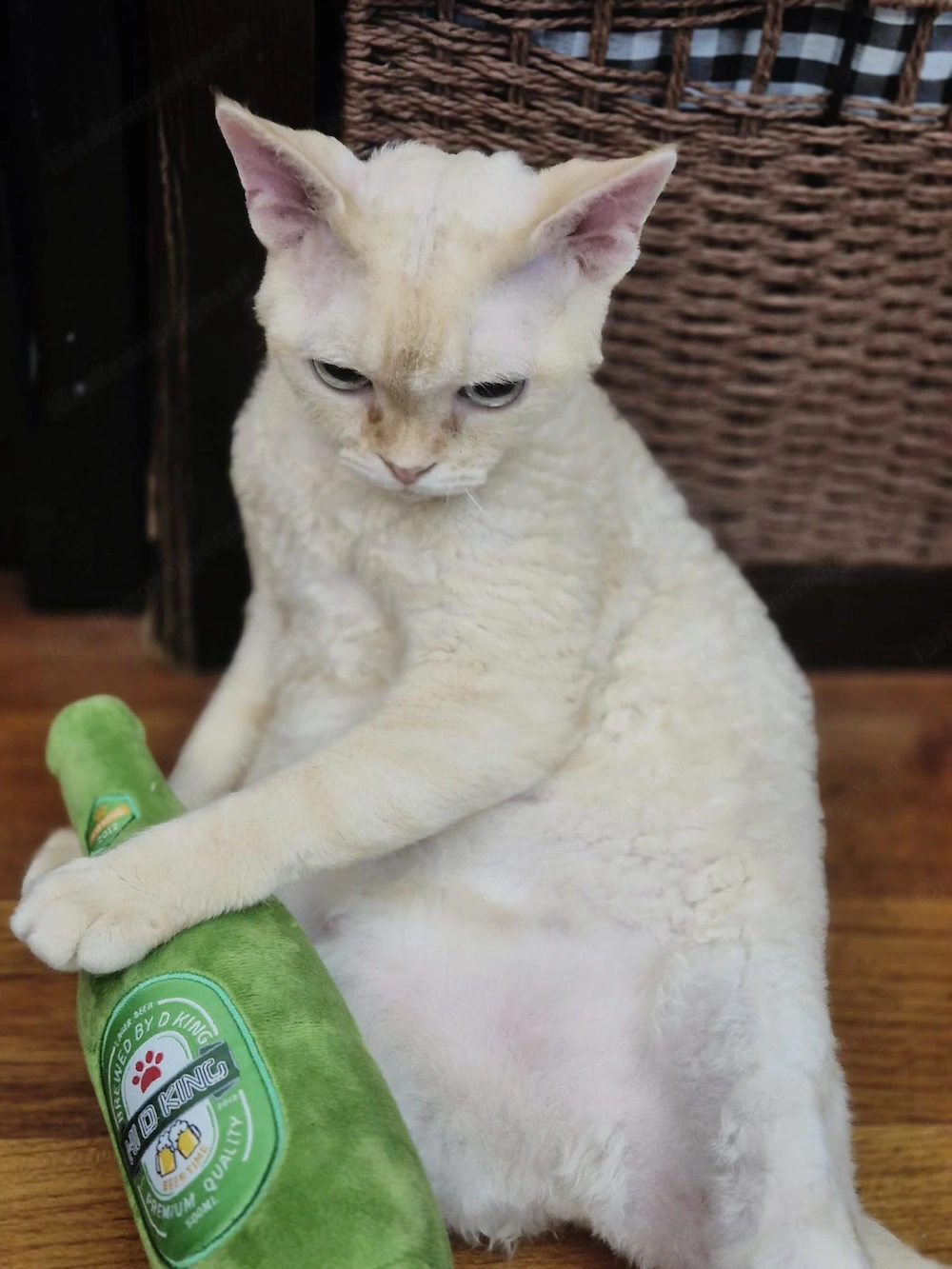 Entzückende Devon-Rex-Kätzchen suchen ein liebevolles Zuhause!