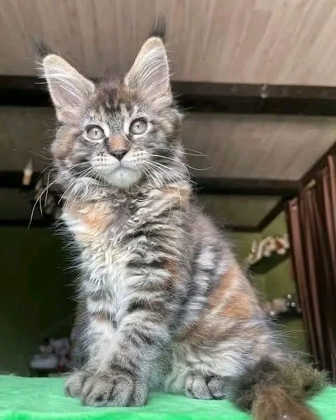 Zauberhafte Maine-Coon-Kätzchen suchen ein liebevolles Zuhause