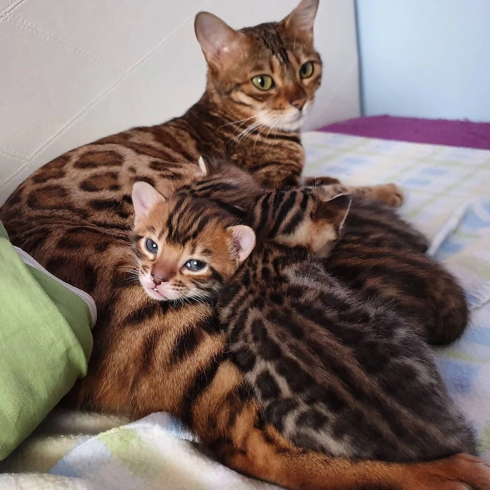Entzückende Bengal-Kätzchen suchen ein liebevolles Zuhause!