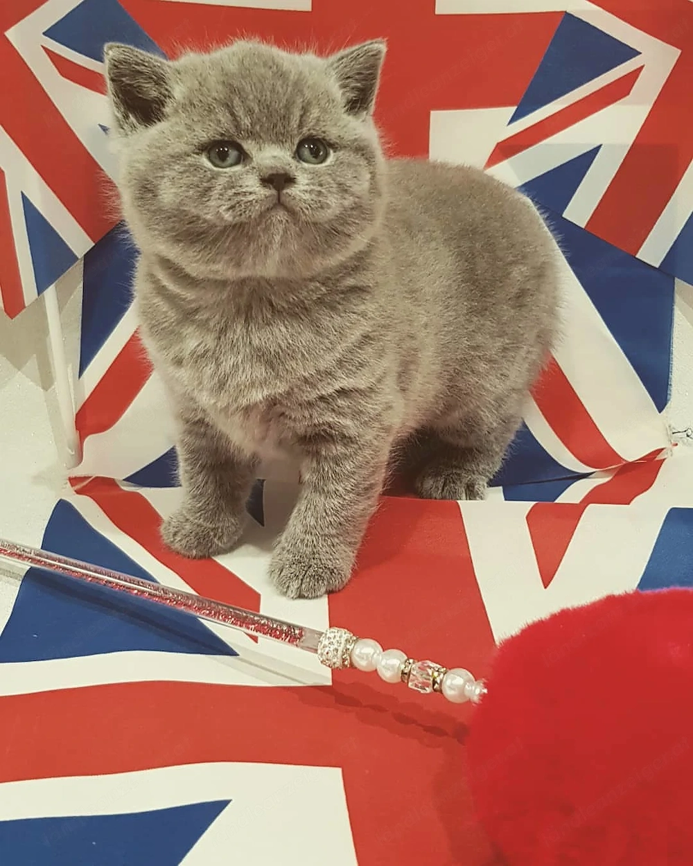 Zauberhafte Britisch-Kurzhaar-Kätzchen suchen ein liebevolles Zuhause!