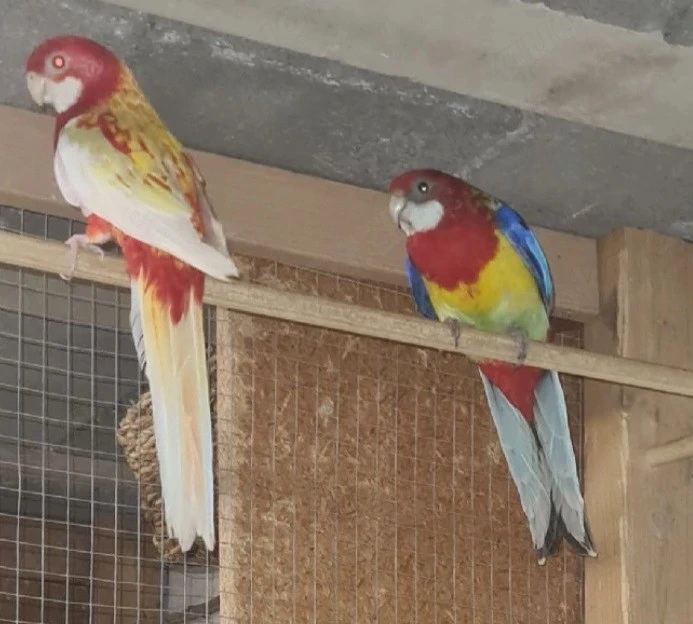 Vögel zum haben!
