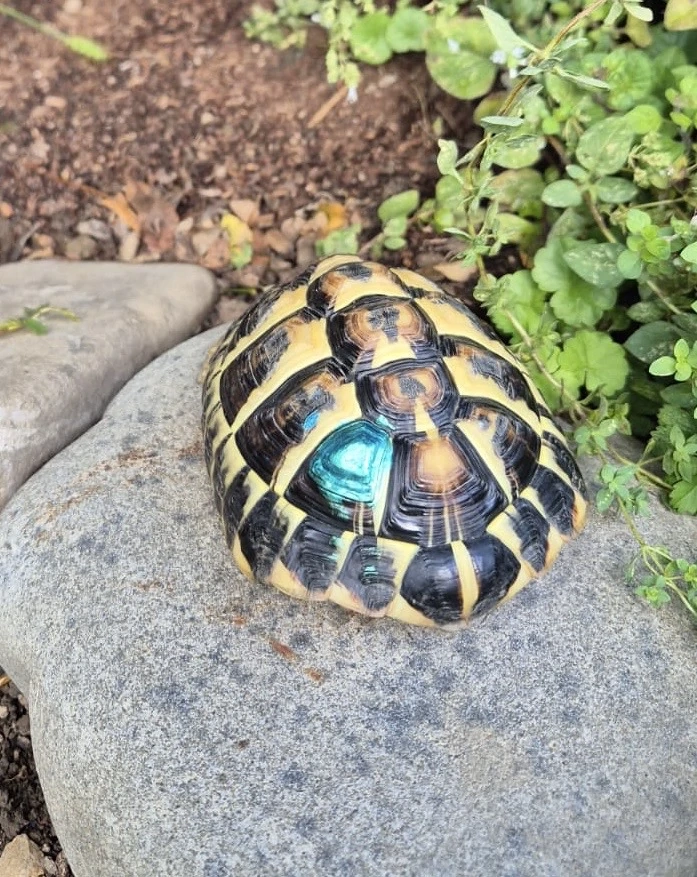 Kleine Schildkröte vrrmisst