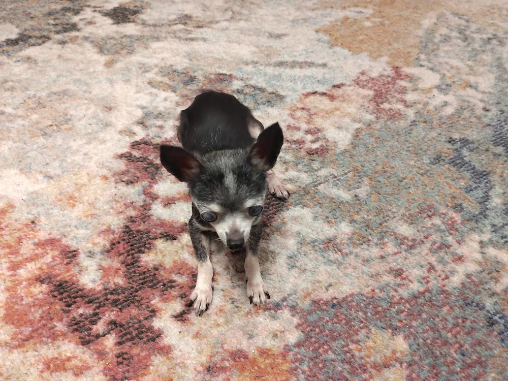 Lilly sucht ein ruhiges Zuhause