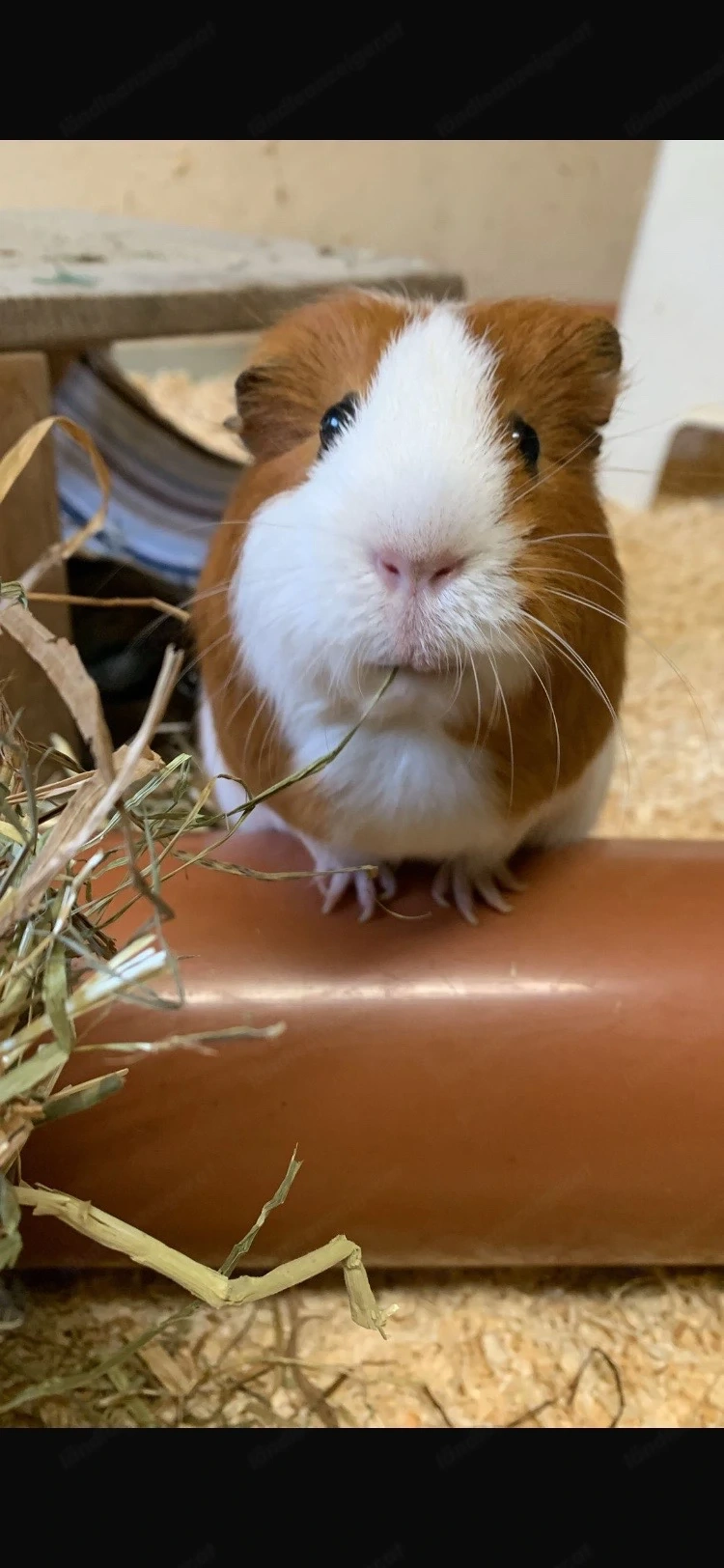 Liebevolles Zuhause für meine 3 Meerschweinchen gesucht