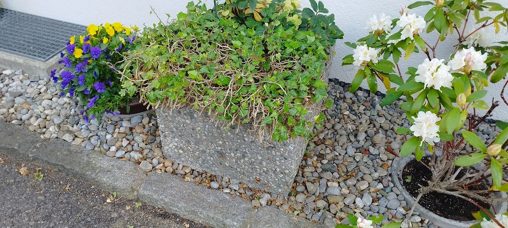 Blumenkübel zu verschenken