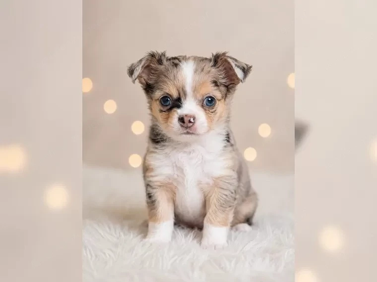 Chihuahua Welpen Rüde ( blaue Augen )Langhaar mit Ahnentafel