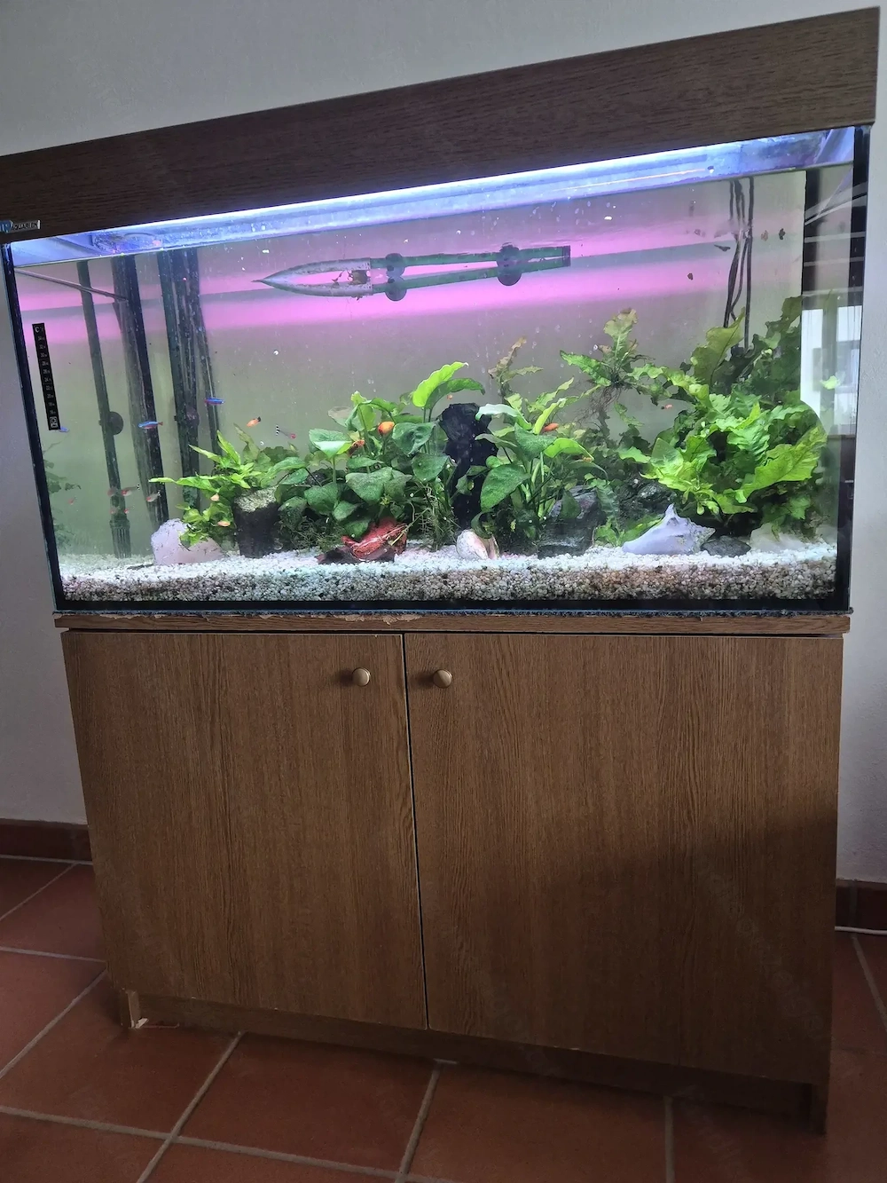  200 Liter Süßwasser-Aquarium mit oder ohne Fische.