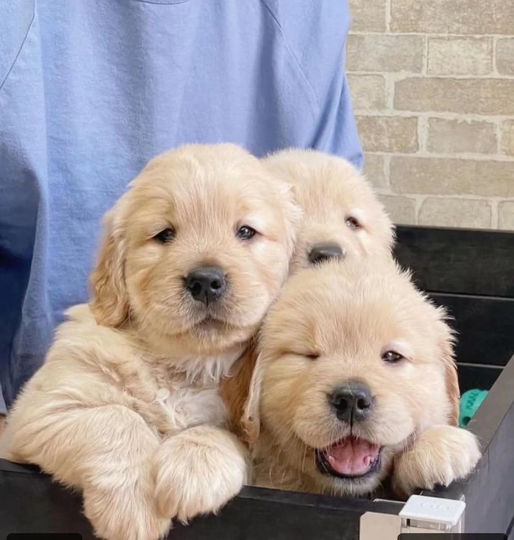 Golden-Retriever-Welpen