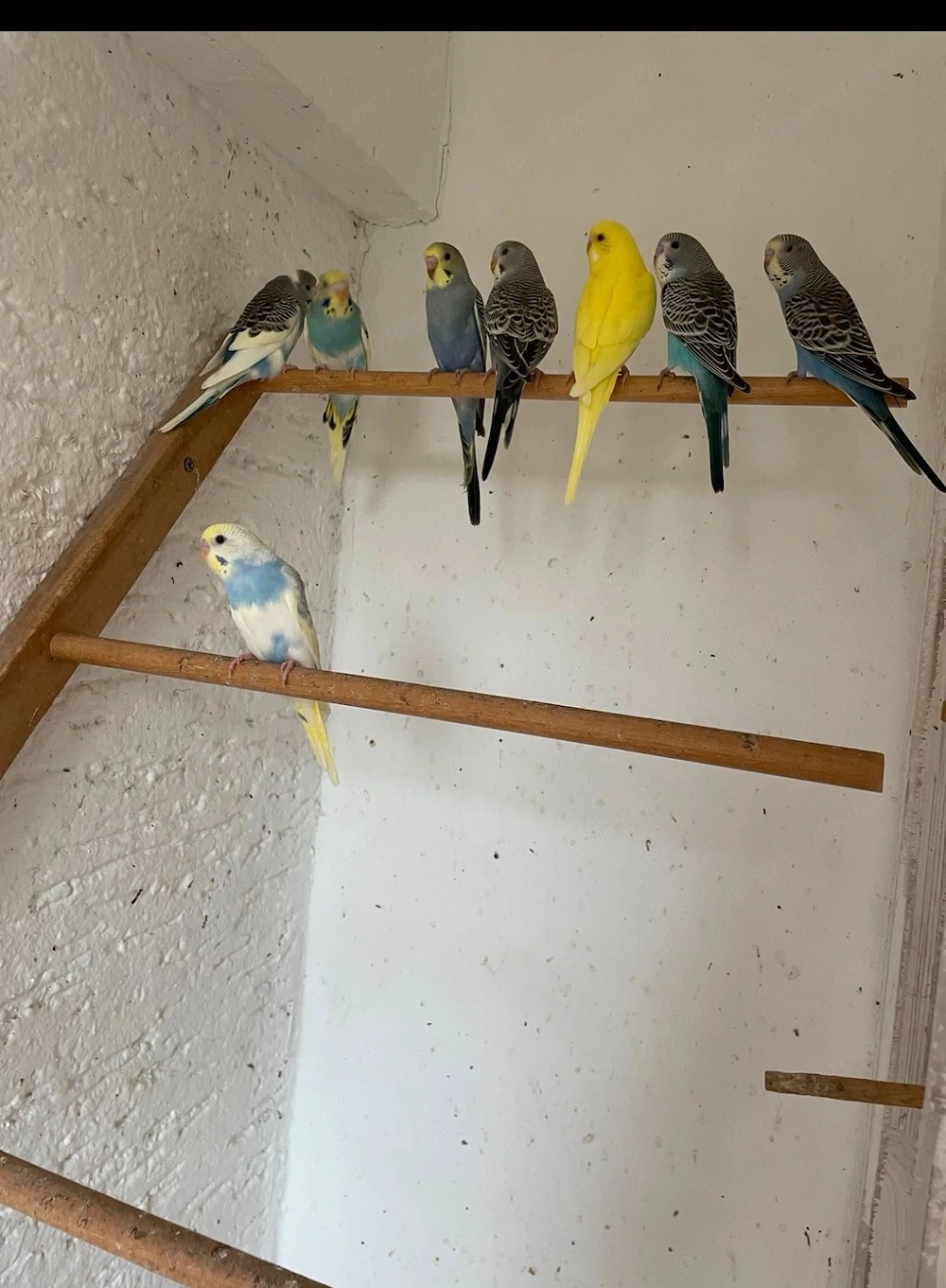 Wellensittich und Käfig 