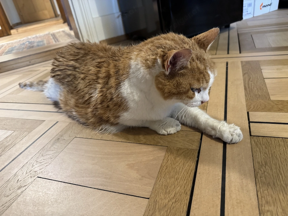 Katze zugelaufen