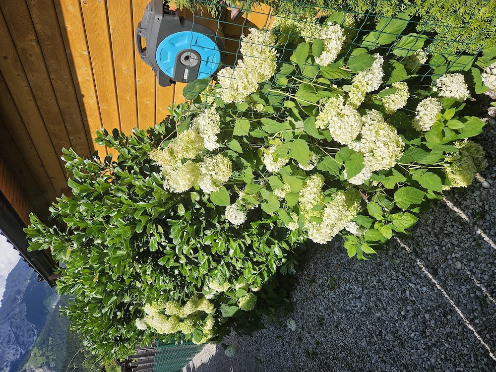 Schrebergarten Massivholzhaus   Parkplatz gegen Ablöse abzugeben
