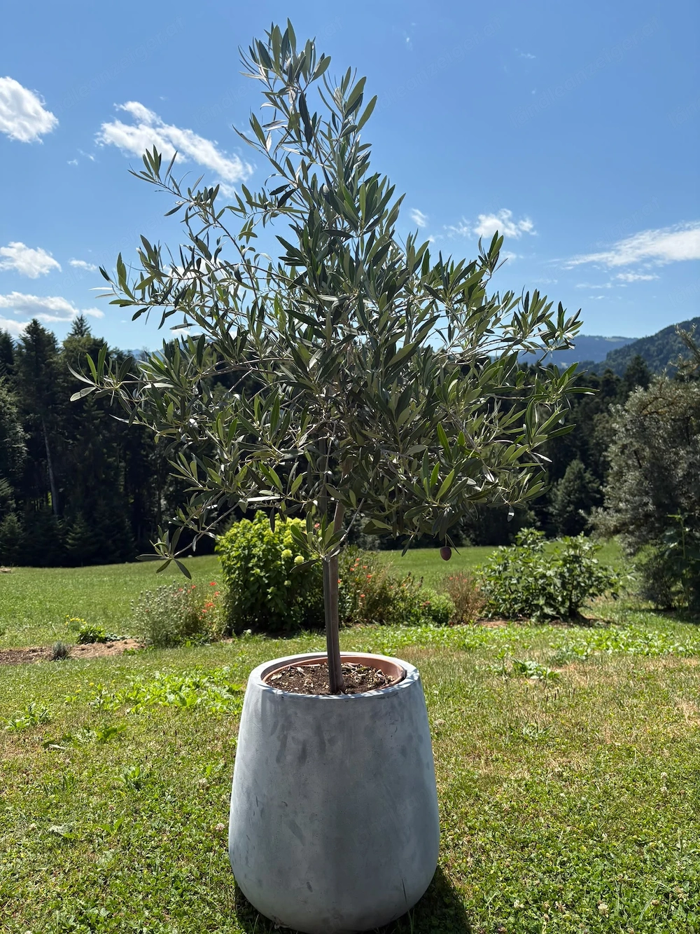 Olivenbaum