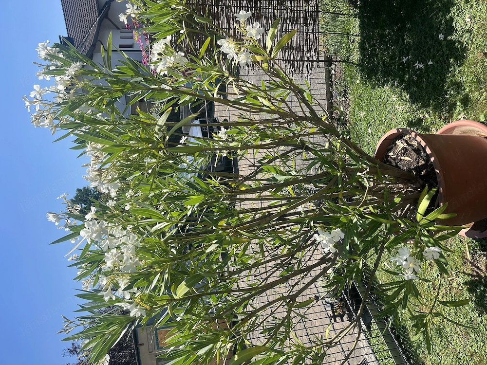 Oleander gratis  . Abholung