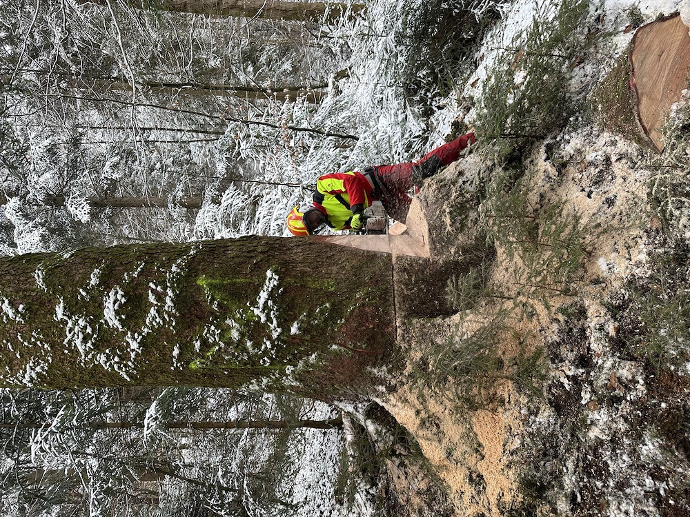 Durchforstung & Waldpflege   Holzbringung mit Seilwinde