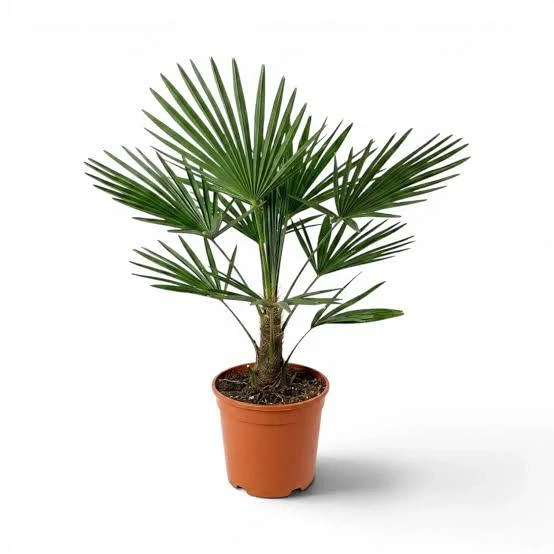 Palme (chinesische Hanf-)