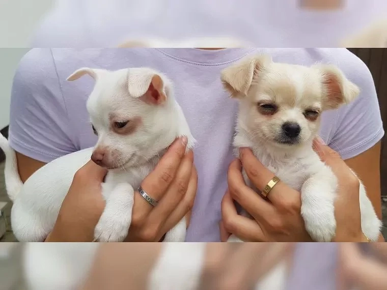 Bildhübsche reinrassige Chihuahua Babys