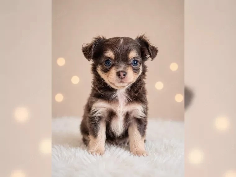Bildhübsche reinrassige Chihuahua Babys