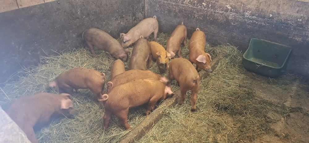 Reine Duroc Ferkel zu verkaufen 