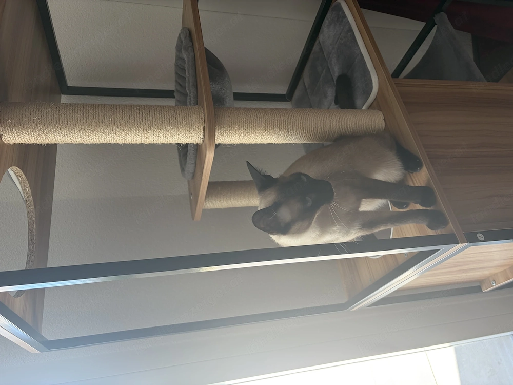 Hübscher Siam Kater 16 Monate sucht neues Zuhause