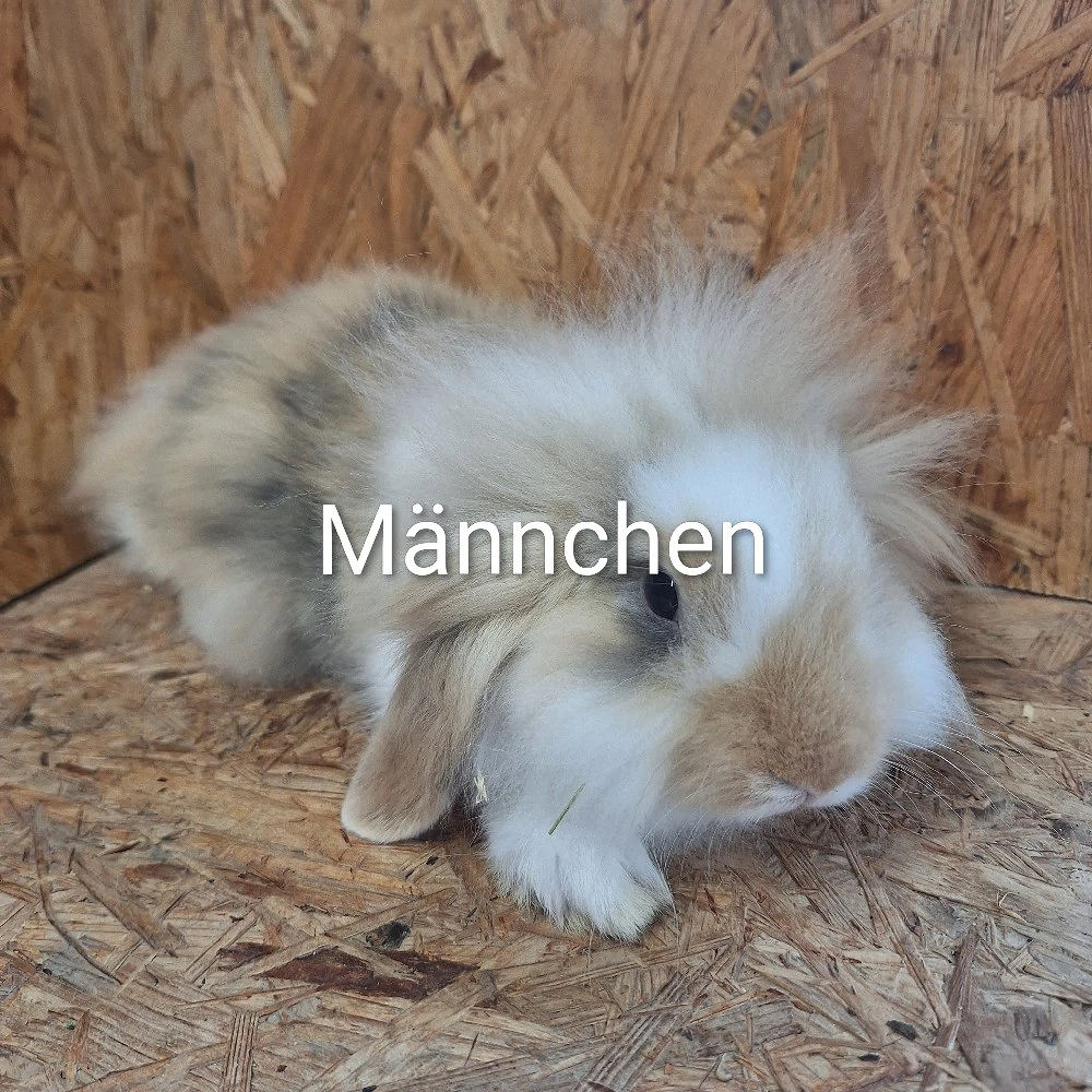Zwergwidder 