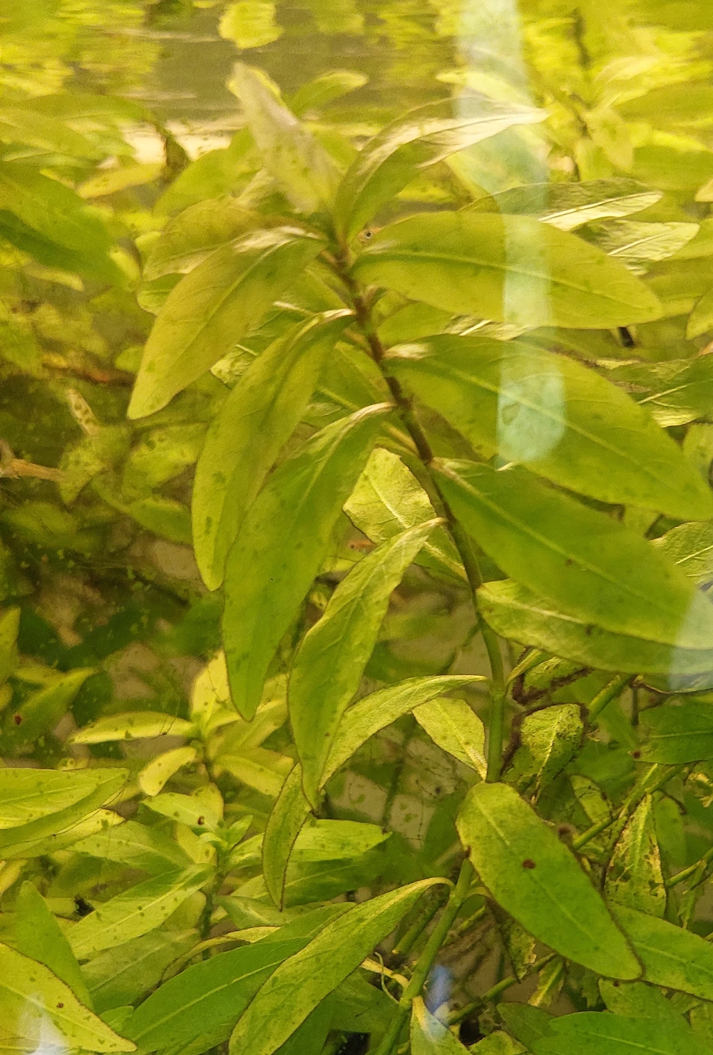 Aquarium_Pflanzen