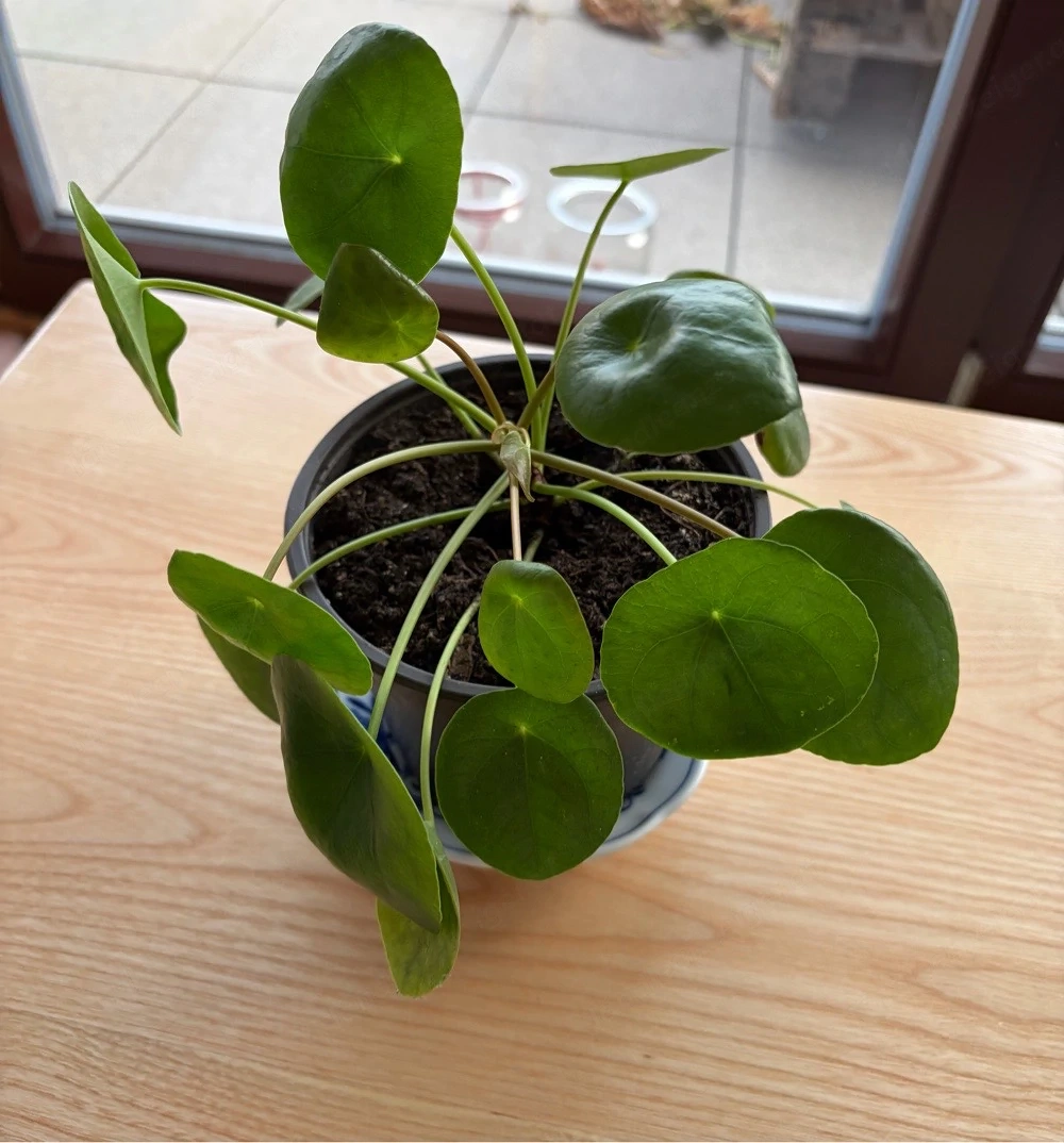 Ufopflanze - Pilea peperomioides, Chinesischer Geldbaum, Zimmerpflanze