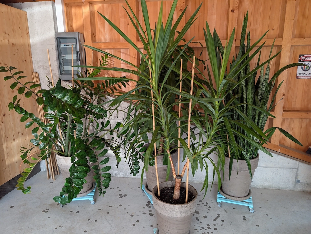 Großpflanzen Mix, 4 Stück, Zimmerpflanze, Grünpflanze, Palme, Bogenhanf