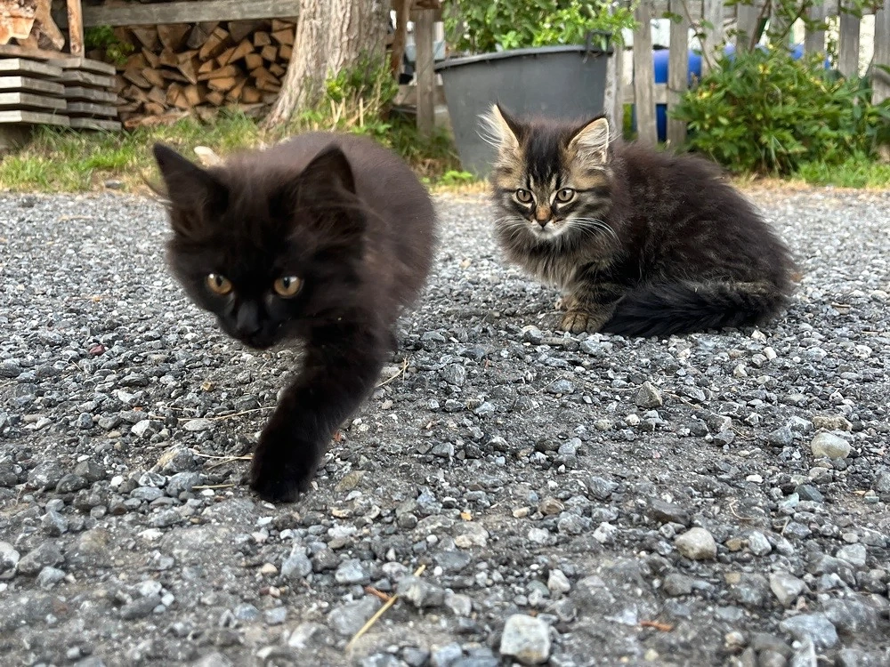 Katzenbabys