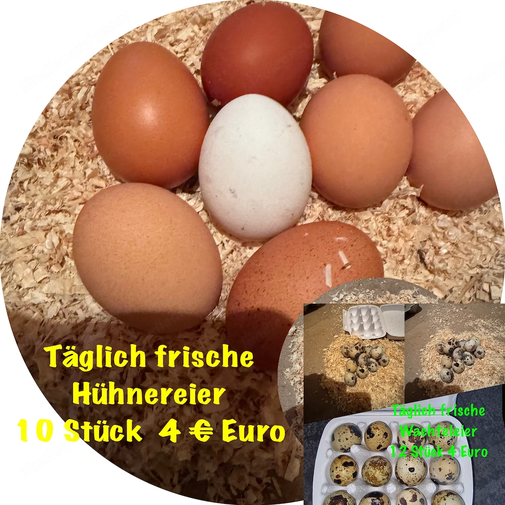 Frische Wachteleier und Hühnereier