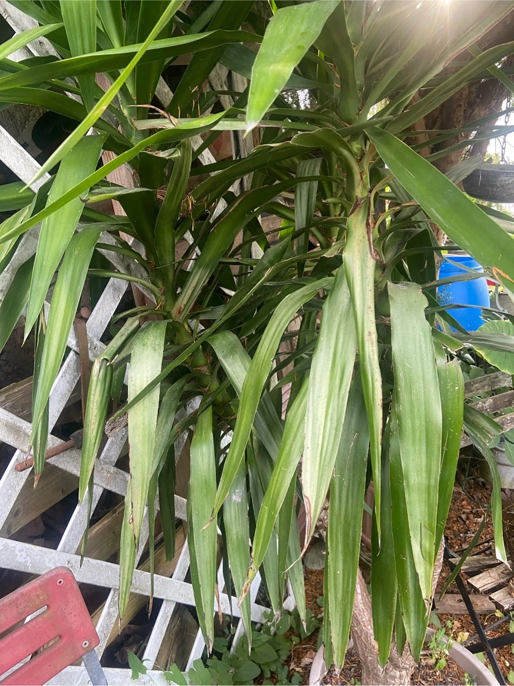 Jucca Palme