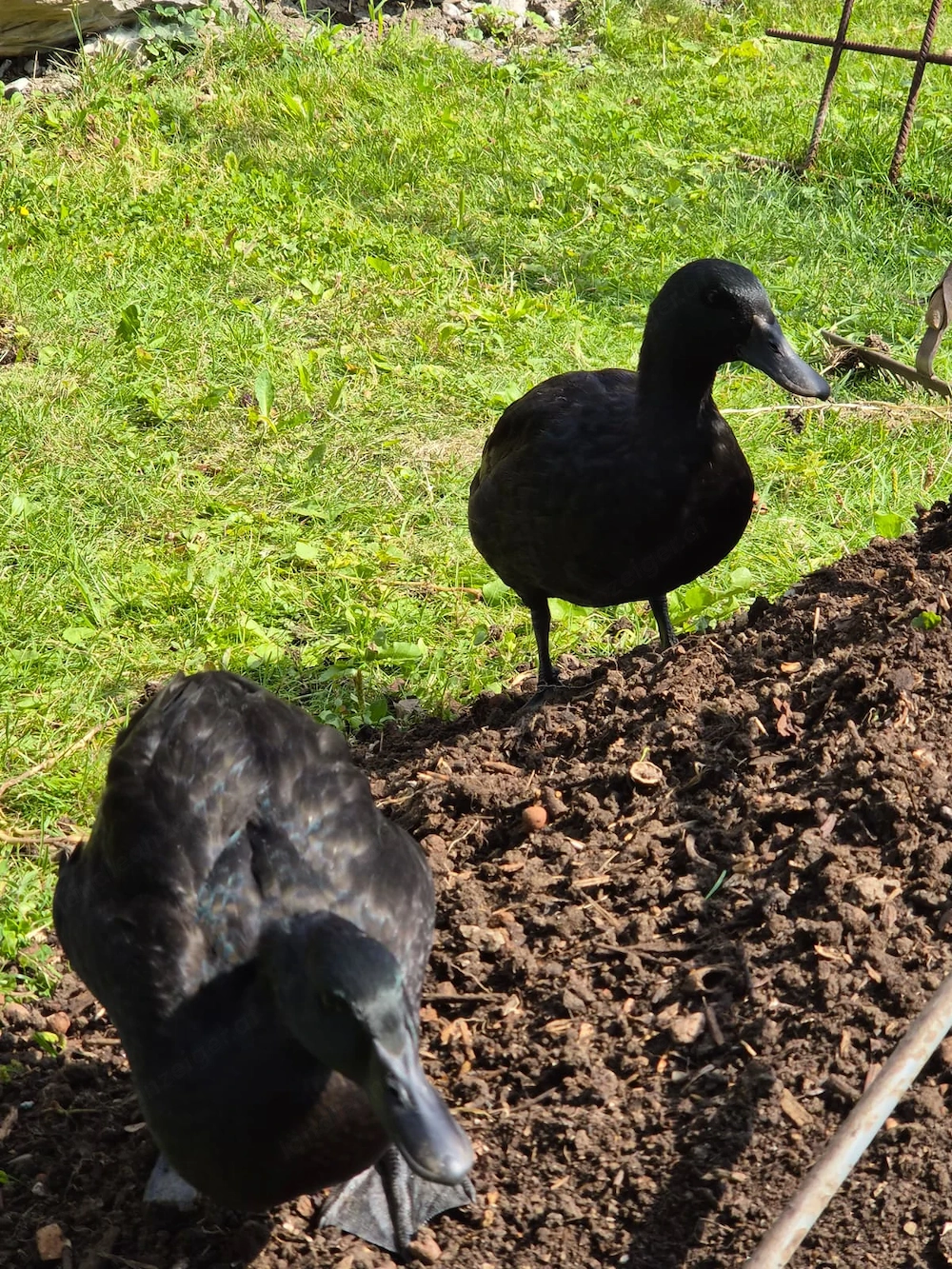 Enten zu vergeben.