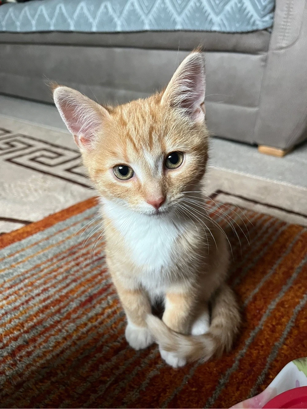 EKH Kater abzugeben