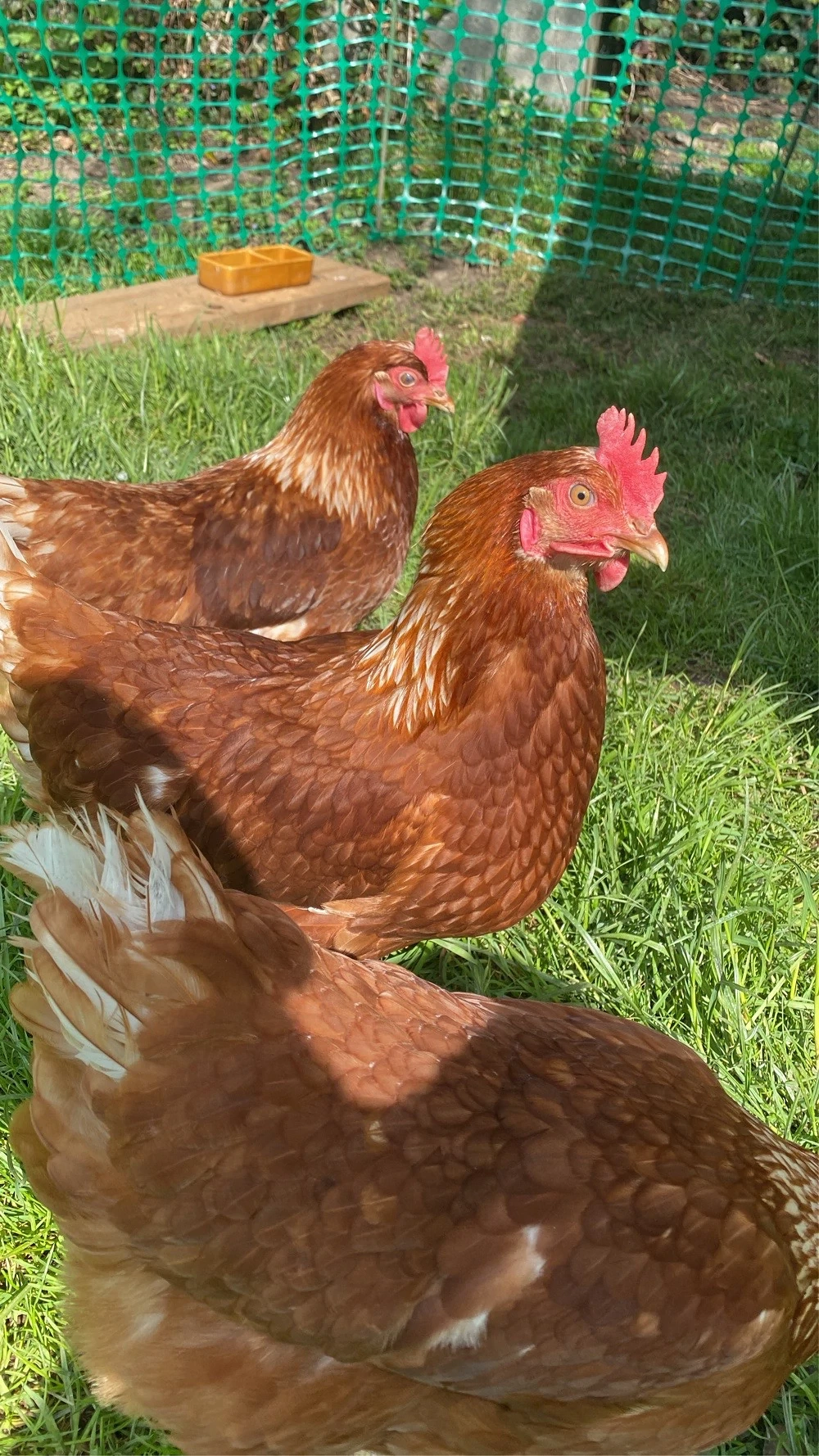4 Legehennen