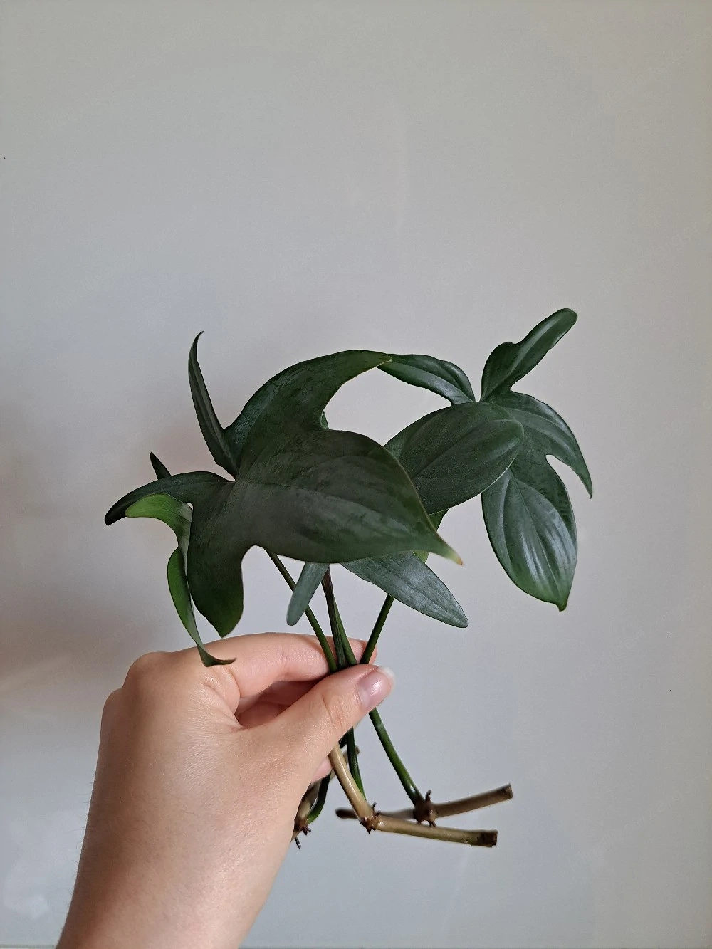 Philodendron Pedatum Ableger