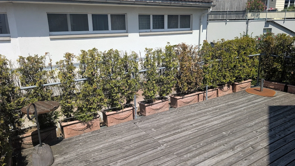 Thuja Terrakotta Trog Sichtschutz Blumentrog Pflanzentrog